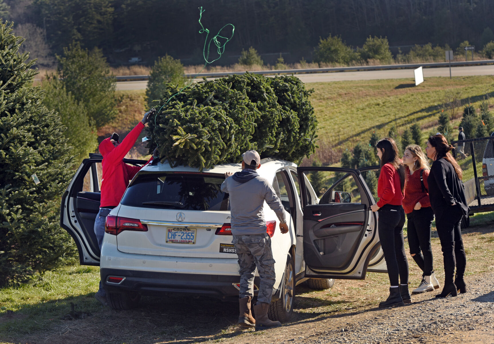 Choose and cut Christmas trees